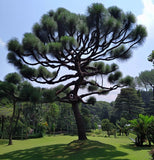 Pinus banksiana (Jack Pine)