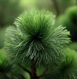 Pinus bungeana (Bunge's Pine, Lace Bark Pine, White-Barked Pine)