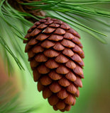 Pinus bungeana (Bunge's Pine, Lace Bark Pine, White-Barked Pine)