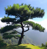 Pinus bungeana (Bunge's Pine, Lace Bark Pine, White-Barked Pine)