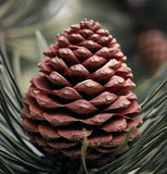 Pinus cembra (Arolla Pine, Cembran Pine, Swiss Stone Pine)