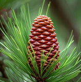 Pinus coulteri (Coulter Pine, Coulter's Pine, Big Cone Pine)