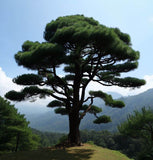 Pinus densata (Sikang Pine)