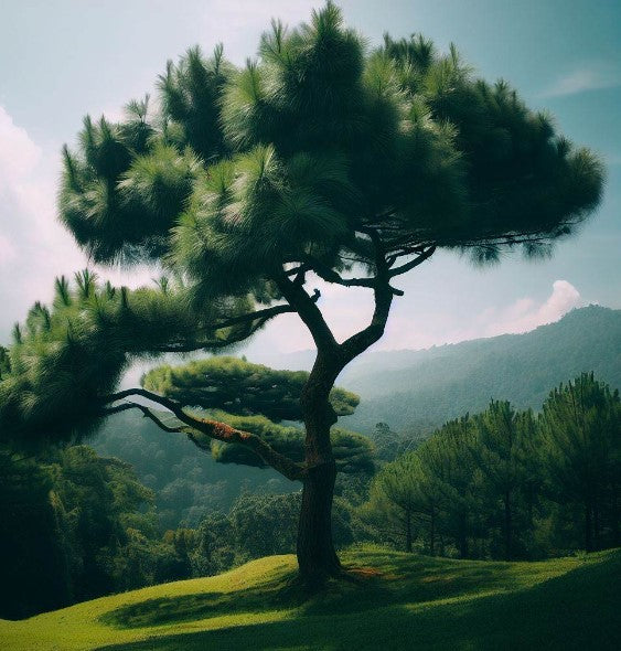 Pinus densata (Sikang Pine)