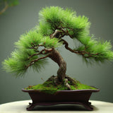 Pinus densiflora (Japanese Red Pine)