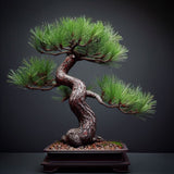 Pinus densiflora (Japanese Red Pine)