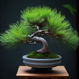 Pinus densiflora (Japanese Red Pine)