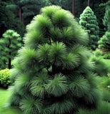 Pinus durangensis (Durango Pine)
