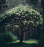 Pinus durangensis (Durango Pine)