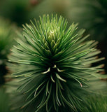 Pinus echinata (Shortleaf Pine)