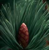 Pinus engelmannii (Apache Pine)