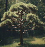 Pinus engelmannii (Apache Pine)