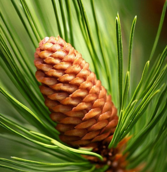 Pinus flexilis (Limber Pine, Rocky Mountain White Pine) – MySeedsCo