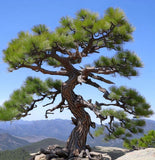 Pinus flexilis (Limber Pine, Rocky Mountain White Pine)