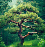 Pinus flexilis (Limber Pine, Rocky Mountain White Pine)