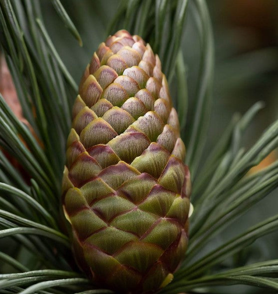 Premium Photo  A growing ripe small pine cones close-up