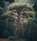 Pinus griffithi (wallichiana) (Western Himalayan Pine)