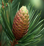 Pinus halepensis (Aleppo Pine, Jerusalem Pine)