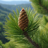 Pinus halepensis var. brutia (Brutia Pine, Calabrian Pine, East Mediterranean Pine, Erect Cone Aleppo Pine, Turkish Pine)