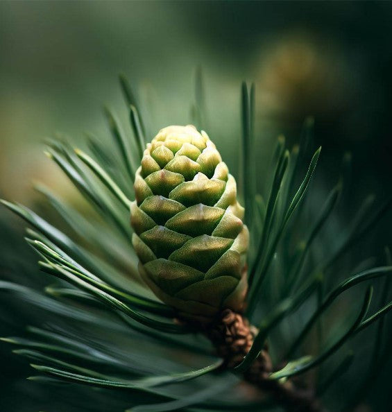 Pinus hwangshanensis (Huangshan Pine, Yellow Mountain Pine)