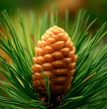 Pinus hwangshanensis (Huangshan Pine, Huang Shan Pine, Yellow Mountain Pine)