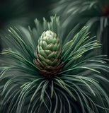 Pinus jeffreyi (Jeffrey Pine)