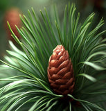 Pinus jeffreyi (Jeffrey Pine)