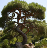 Pinus jeffreyi (Jeffrey Pine)