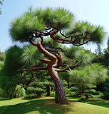 Pinus jeffreyi (Jeffrey Pine)