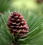Pinus koraiensis (Korean Pine)