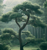 Pinus koraiensis (Korean Pine)