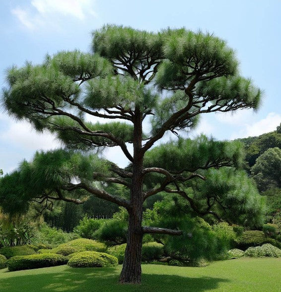 Pinus maximinoi (Thinleaf Pine)