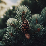 Pinus monticola (Idaho White Pine, Silver Pine, Western White Pine)
