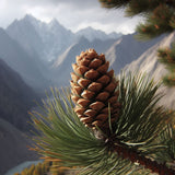 Pinus monticola (Idaho White Pine, Silver Pine, Western White Pine)
