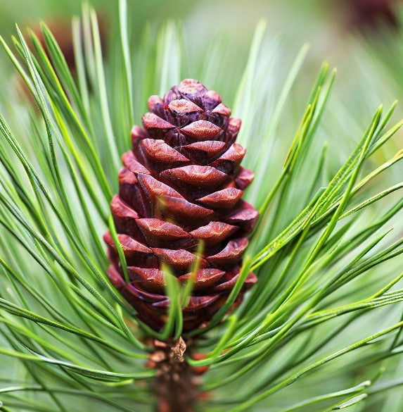 Pinus nigra (Austrian Pine, European Black Pine) Seedlings & Transplants Available for Spring Shipping