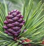 Pinus nigra (Austrian Pine, European Black Pine) Seedlings & Transplants Available for Spring Shipping