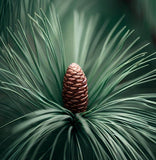 Pinus palustris  (Longleaf Pine)