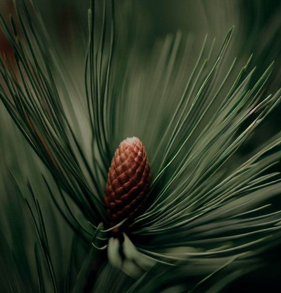 Pinus palustris  (Longleaf Pine)