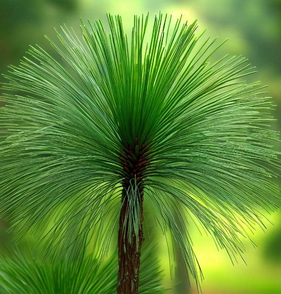 Pinus Long Tree Longleaf Pine Tree