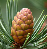 Pinus peuce (Balkan Pine, Greek Stone Pine, Macedonian Pine)