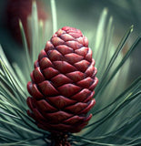 Pinus pinaster (Maritime pine, Cluster pine)