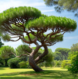 Pinus pinaster (Maritime pine, Cluster pine)