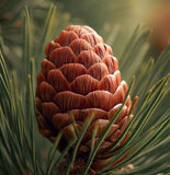 Pinus pinea (Italian Stone pine)