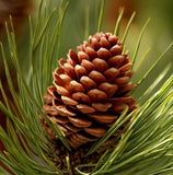 Pinus ponderosa (Ponderosa Pine)