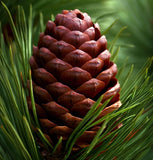 Pinus ponderosa (Ponderosa Pine)