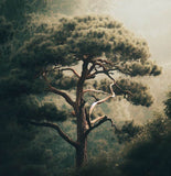 Pinus ponderosa (Ponderosa Pine)