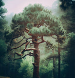 Pinus ponderosa subsp. ponderosa (Western Yellow Pine, North Plateau Ponderosa Pine)