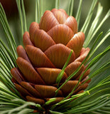 Pinus pseudostrobus (Smooth-bark Mexican Pine)