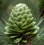 Pinus pseudostrobus (Smooth-bark Mexican Pine)