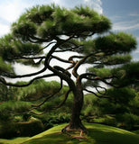 Pinus pseudostrobus (Smooth-bark Mexican Pine)